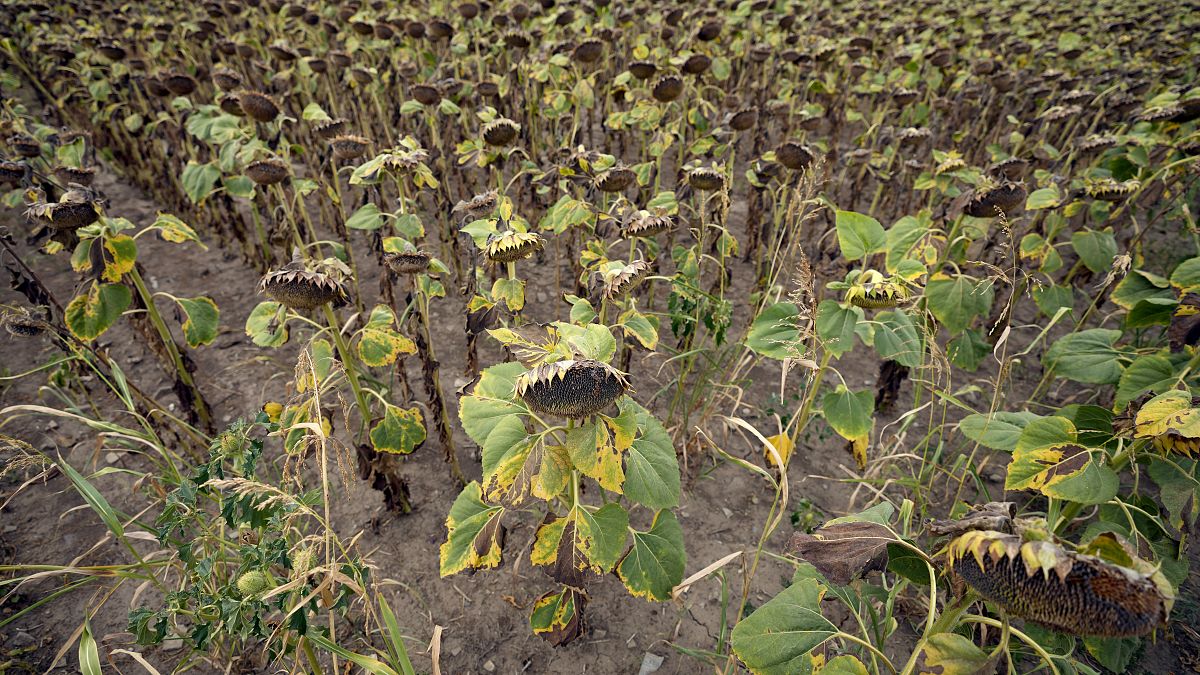 Girasoli appassiti in un campo vicino al villaggio di Conoplja, 150 chilometri a nord-ovest di Belgrado in Serbia, durante la siccità che ha colpito nel 2022