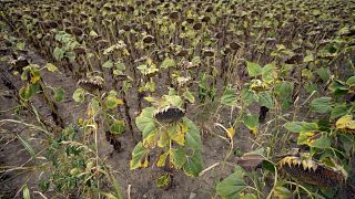 Sunflower and corn harvests are once again severely affected by drought in parts of Serbia.