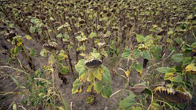 Tournesols flétris dans un champ près du village de Conoplja, à 150 kilomètres au nord-ouest de Belgrade, Serbie, mardi 9 août 2022.