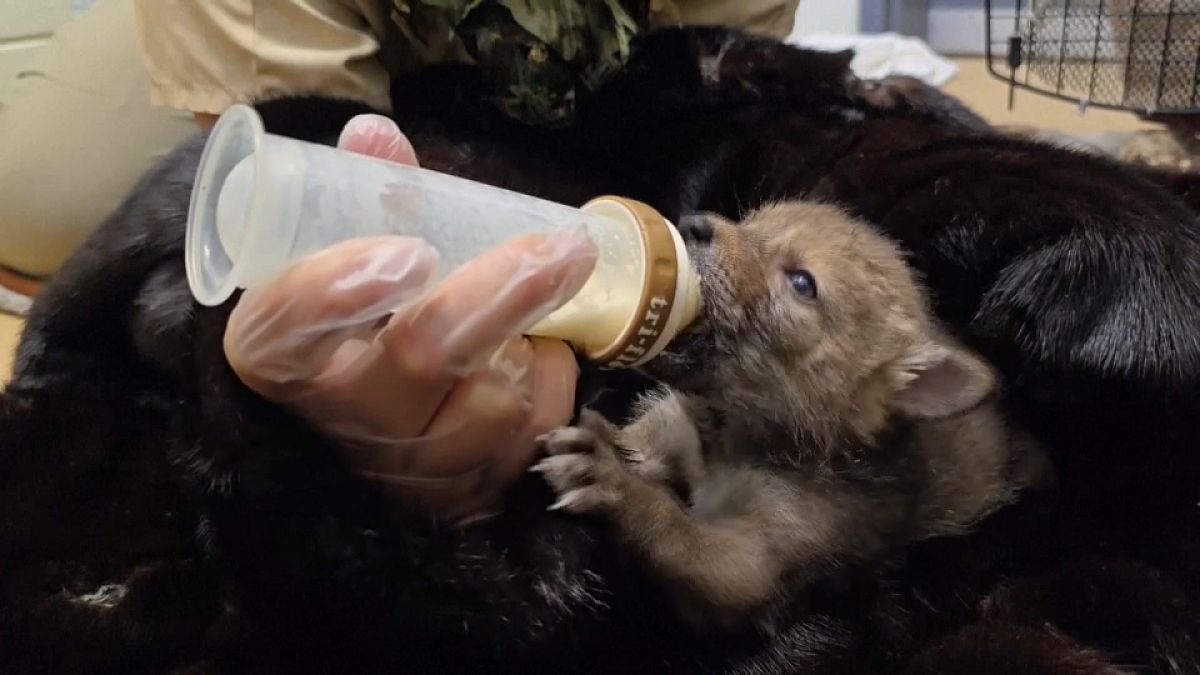 FILE - Orphaned coyote being bottle fed at the Ramona Wildlife Center near San Diego