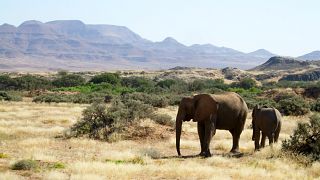 Sécheresse : la Namibie autorise l'abattage d'animaux sauvages 