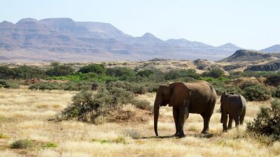 Sécheresse : la Namibie autorise l'abattage d'animaux sauvages 