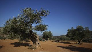 A field of olive trees