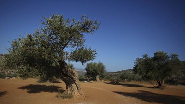 A field of olive trees