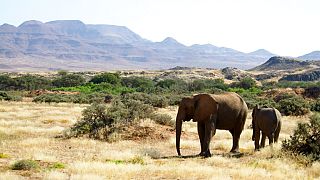 La Namibie veut sacrifier 83 éléphants contre la sécheresse