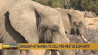 Namibia to cull over 700 wild animals, including 83 elephants