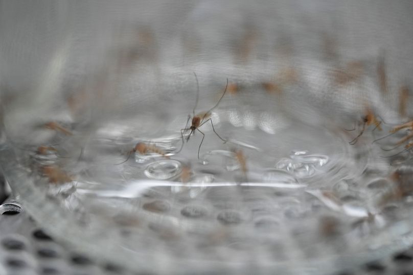 Le virus du Nil occidental se maintient dans la nature par un cycle de transmission entre l’oiseau et le moustique. 