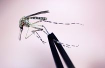 FILE — A Cattail mosquito is held up for inspection Wednesday, Sept. 8, 2010, at the Maine Medical Center Research Institute, in South Portland, Maine.