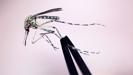 FILE — A Cattail mosquito is held up for inspection Wednesday, Sept. 8, 2010, at the Maine Medical Center Research Institute, in South Portland, Maine.