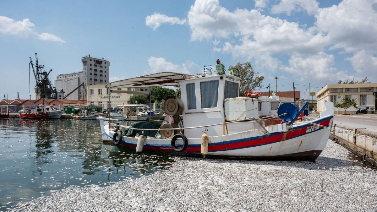 Νεκρά ψάρια στο λιμάνι του Βόλου