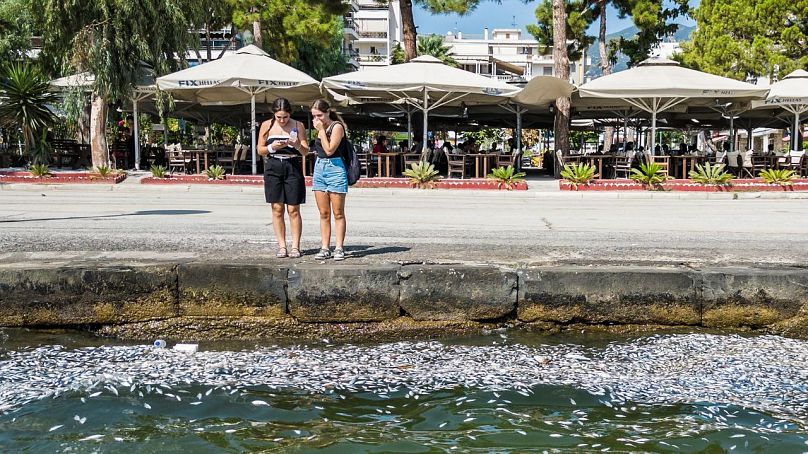 Νεκρά ψάρια στον Βόλο