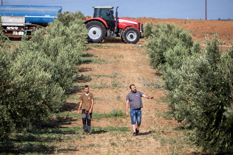 La escasez de agua amenaza la cosecha de olivos de este año: se teme que la producción caiga hasta un 50%