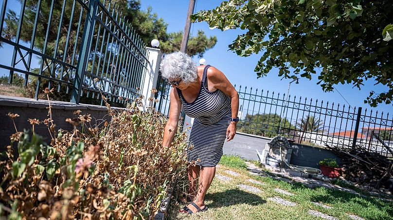 Haroula Psaropoulou, checks her dried flowers in the village of Nea Potidea, at Halkidiki peninsula, northern Greece, 19 August 2024. 