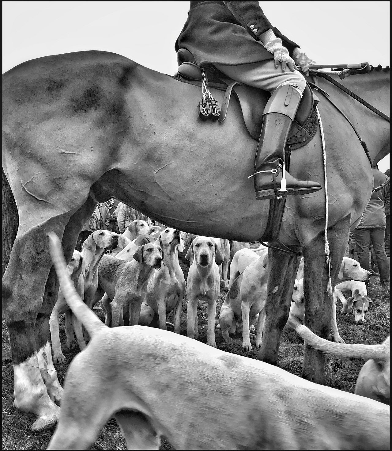 'Huntsman, Horse & Hounds' by Colin Hoskins (Animals category, 1st place) 