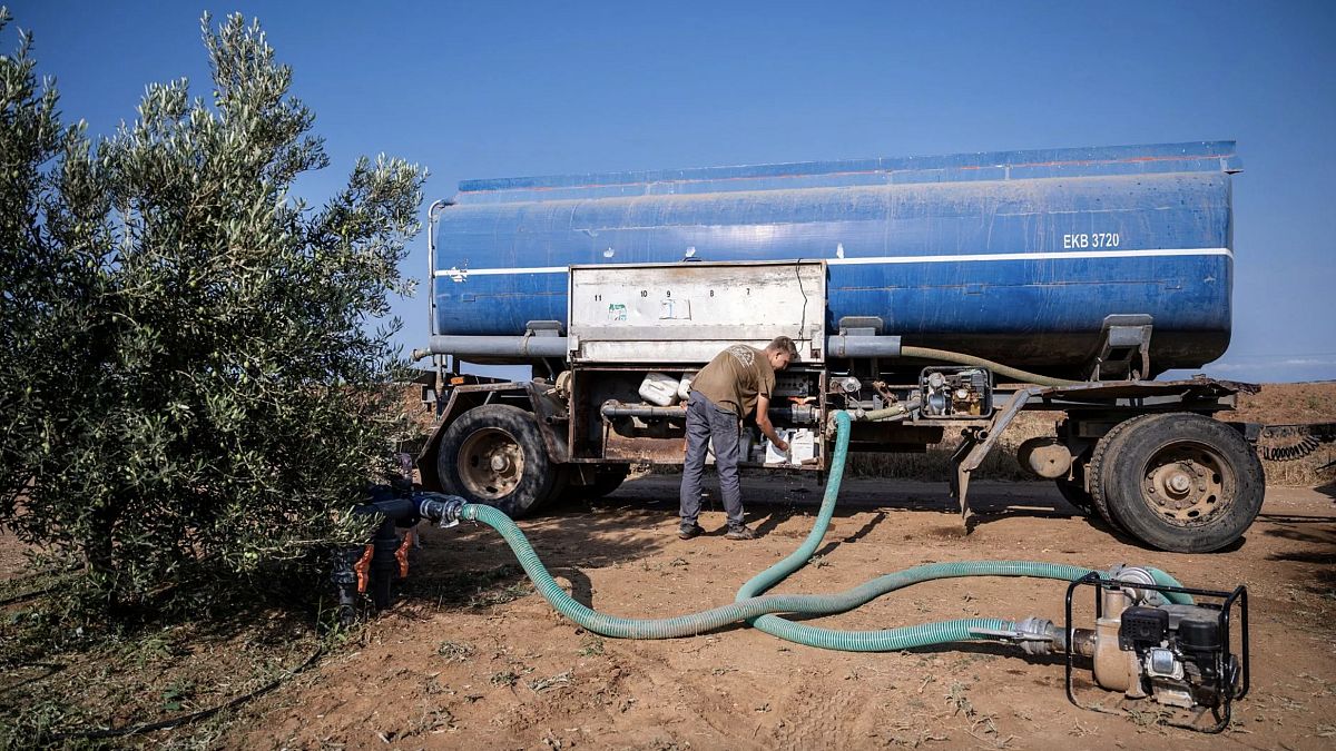 Dimitris Papadakis Jr., Yunanistan'ın kuzeyindeki Halkidiki'nin Nea Silata köyünde bir zeytin bahçesini sulamak için tanker kullanıyor, 19 Ağustos 2024.