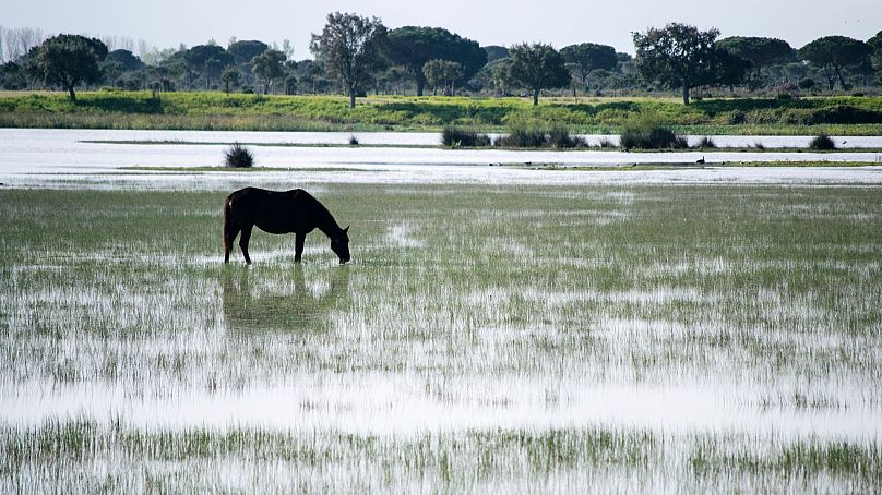 Spain's Doñana wetlands are drying up due to drought.