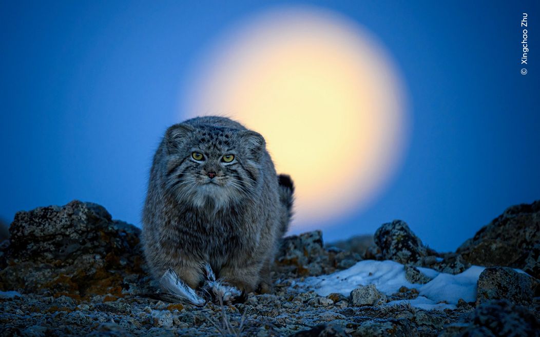 Xingchao Zhu se retrouve face à face avec un chat de Pallas alors que la lune se couche.