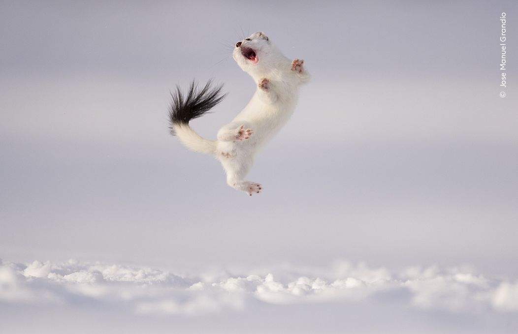 Jose Manuel Grandío brave des températures inférieures à zéro pour voir une hermine sauter en l'air au-dessus de la neige.