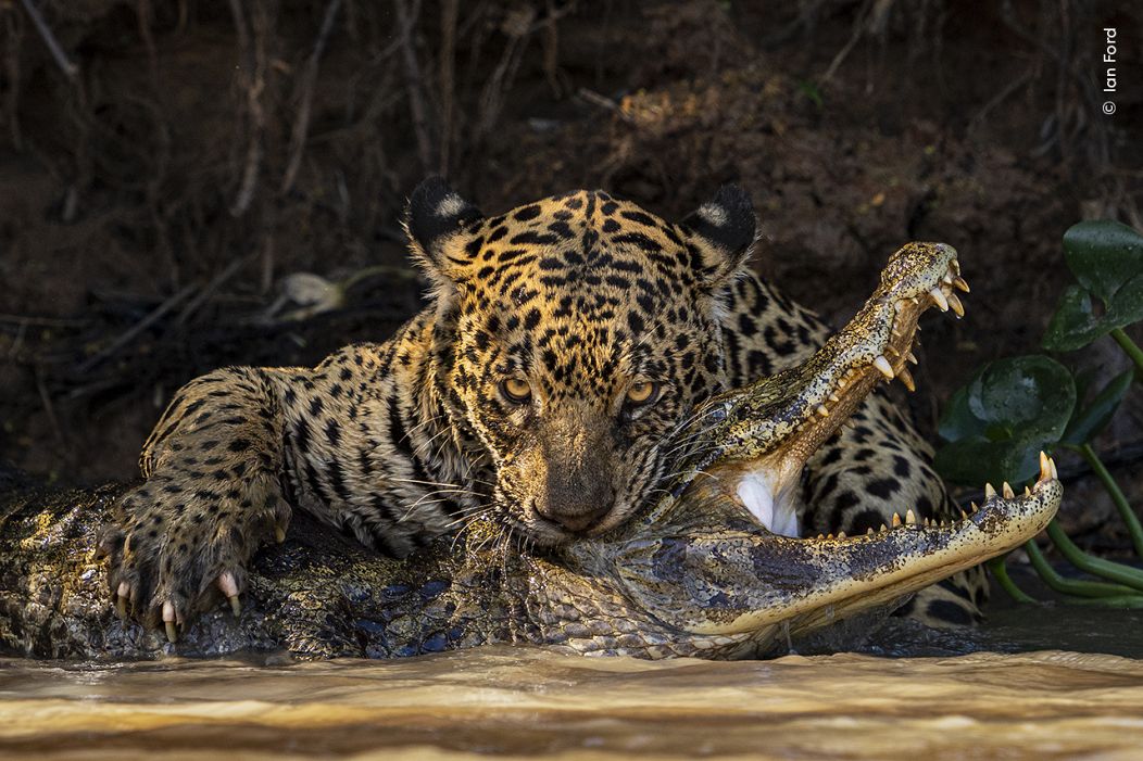 Un jaguar inflige une morsure mortelle à un caïman dans le Pantanal. 