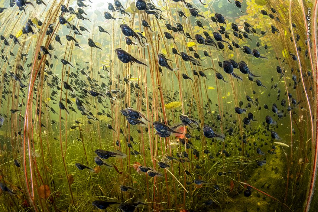 "The Swarm of Life" met en lumière le monde sous-marin magique des têtards de crapauds occidentaux.