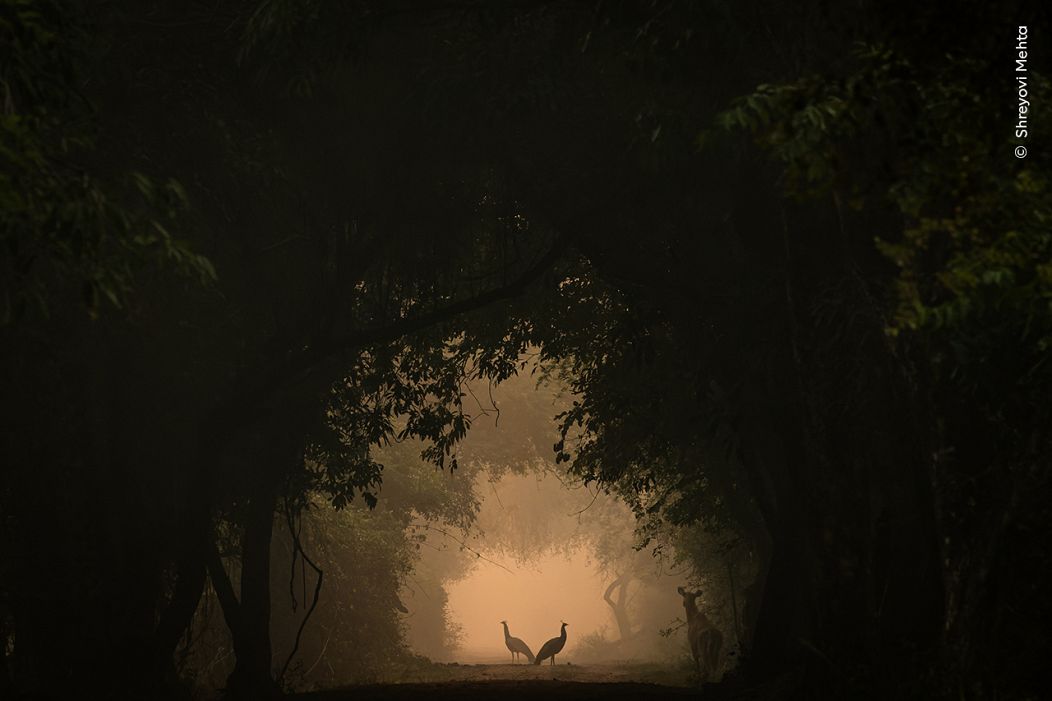 Shreyovi se promenait dans la forêt avec ses parents lorsqu'elle a vu cette scène.