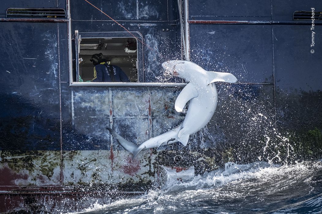 Tommy Trenchard documente la prise accidentelle d'un requin requiem, son corps arqué dans un dernier acte de résistance. 