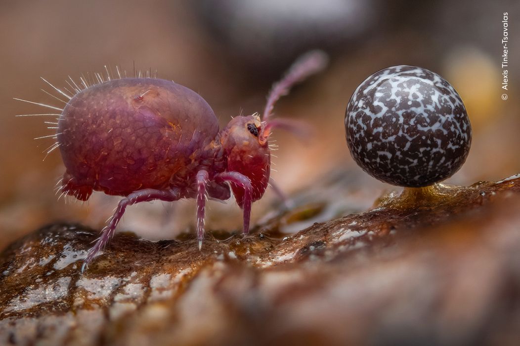 "Life Under Dead Wood" utilise une technique appelée “focus stacking”, qui consiste à combiner 36 images, chacune avec une zone de mise au point différente.