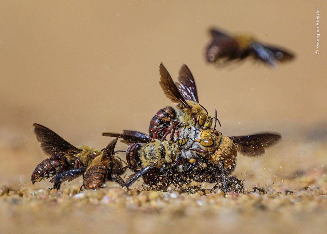 Cette boule d'abeilles fouisseuses mâles de Dawson se dispute l'accès à une femelle.