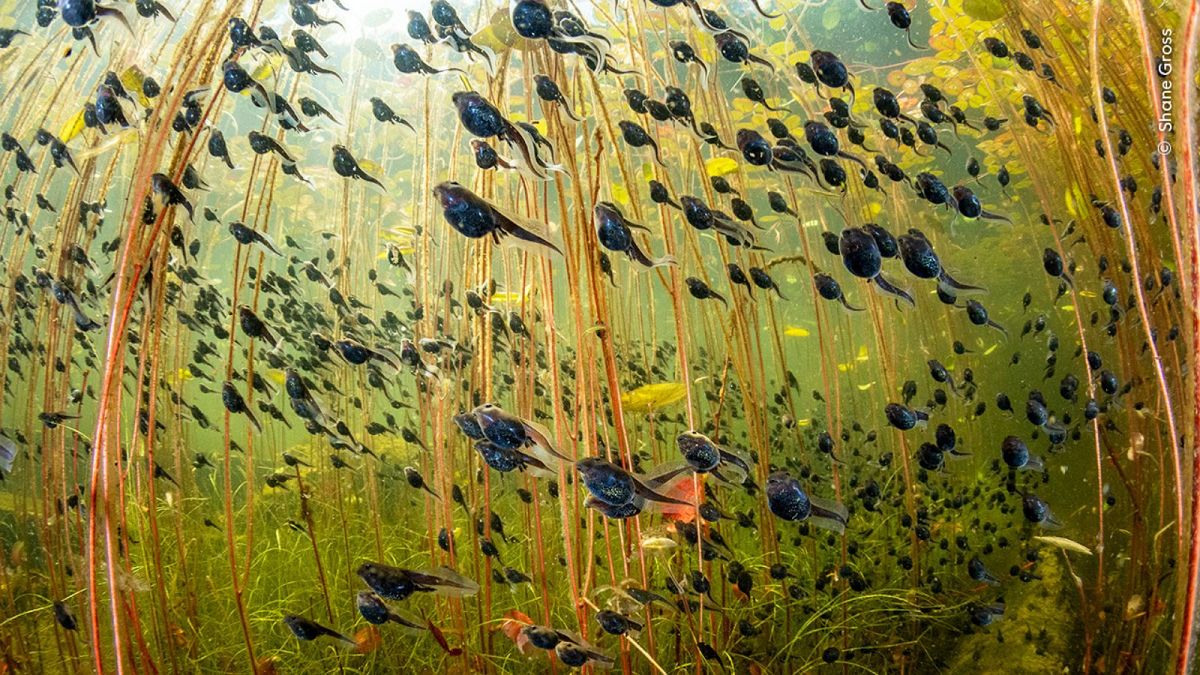 Wildlife Photographer of the Year 2024: Tadpoles, a springtail and slime mould steal the show