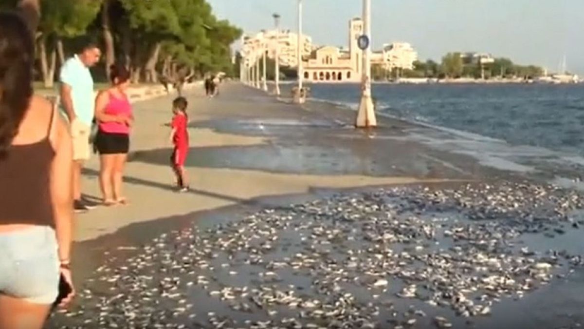 Milhares de peixes mortos dão à costa na Grécia