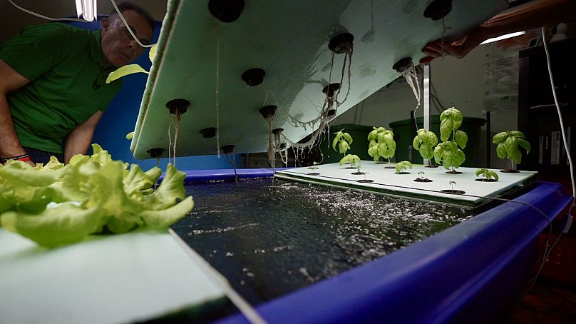 Система аквапоники, разработанная компанией Aquaponics Iberia в Торреш-Ведраш, Португалия