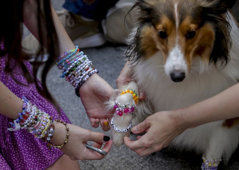 Ein Hund wird am Donnerstag, 8. August 2024, in der Wiener Innenstadt mit Armbändern geschmückt.