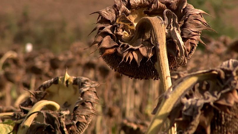 Un tournesol brûlé par la sècheresse en Hongrie