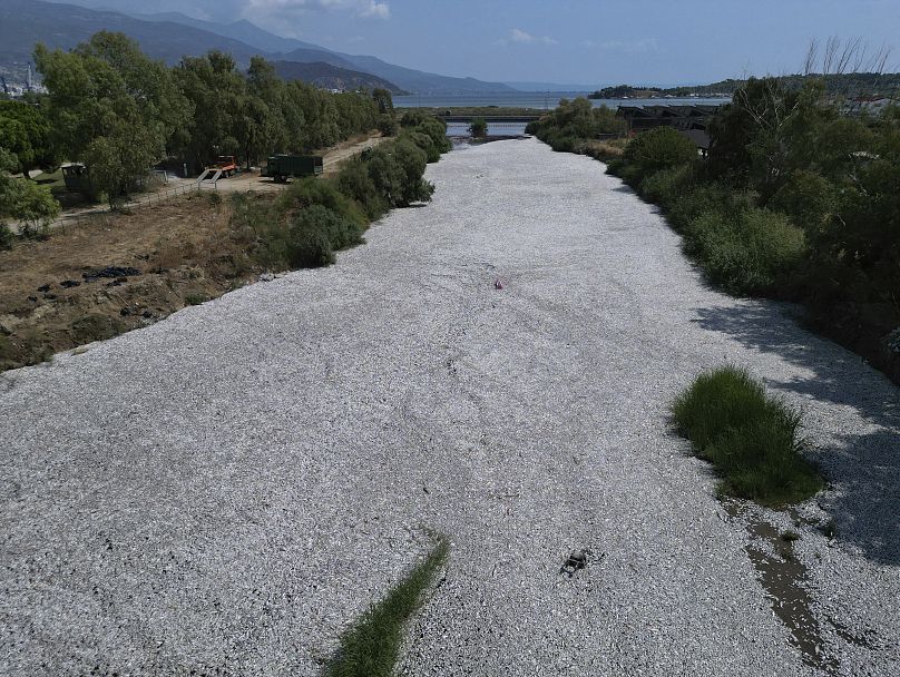 Des tonnes de poissons morts se déversent dans une rivière près du port de Vólos, en Grèce centrale, le jeudi 29 août 2024, à la suite de fluctuations climatiques extrêmes.