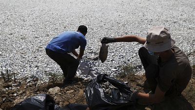 Arbeiter sammeln tote Fische aus einem Fluss in der Nähe der Hafenstadt Volos, 29. August 2024