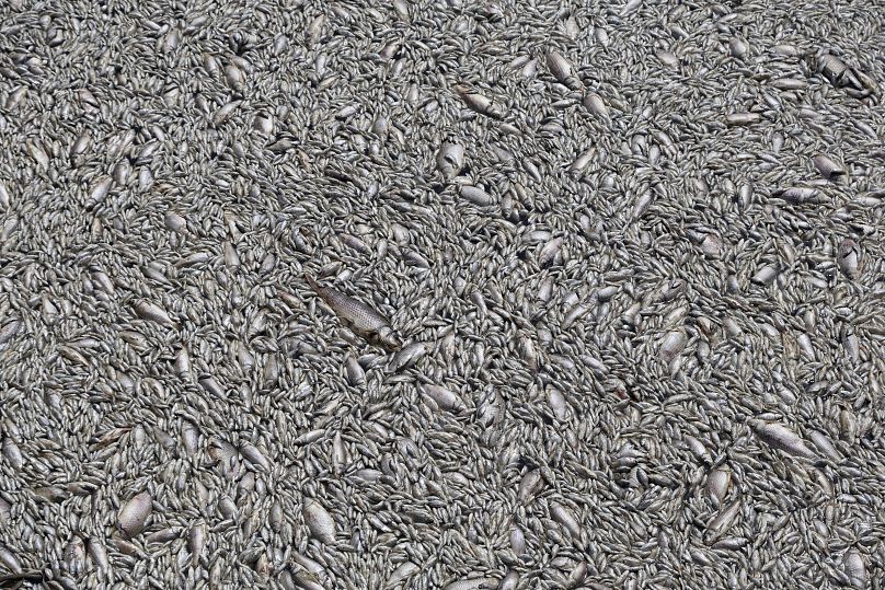 Più di 100 tonnellate di pesce d'acqua dolce morti nel porto di Volos, Grecia, 29 agosto 2024