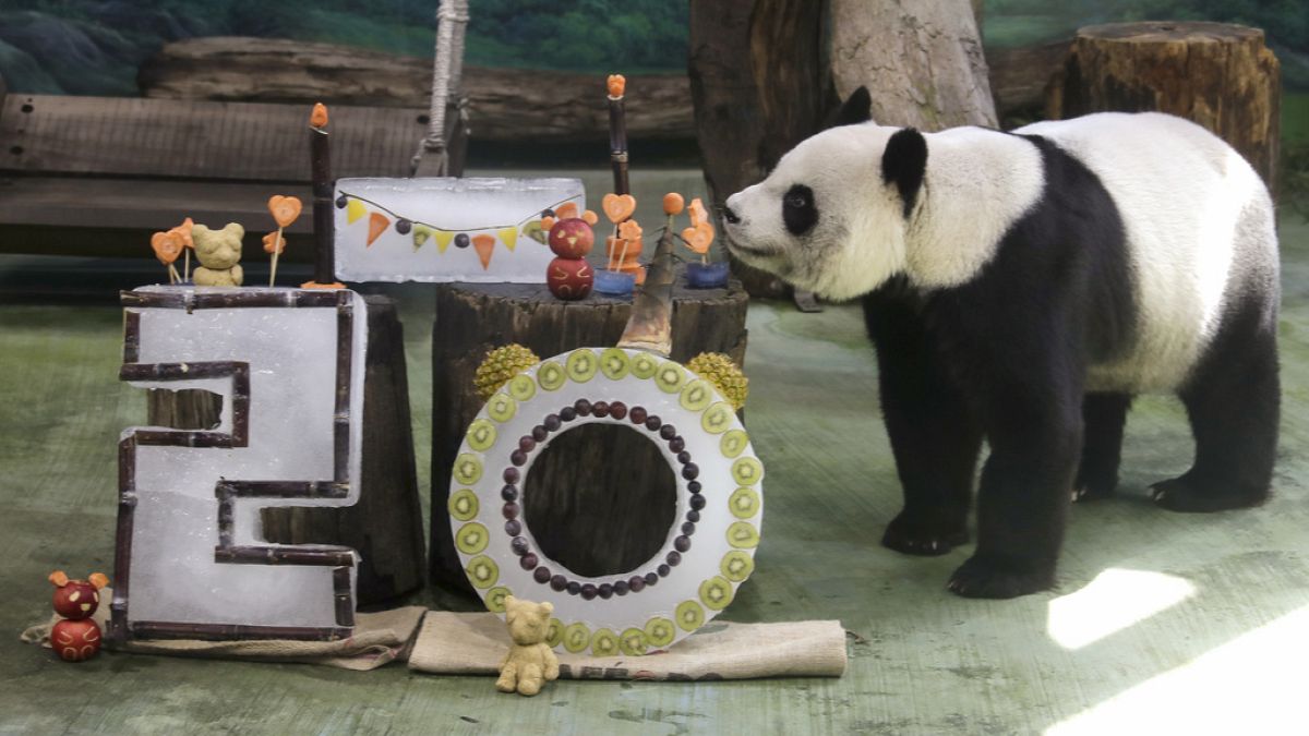 Panda Yuanyuan eats her birthday cake for her 20 years old at the Taipei Zoo in Taipei, Taiwan, Friday, Aug. 30, 2024.