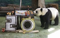 La osa panda Yuanyuan cumple 20 años.