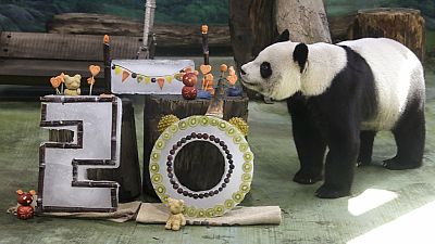 Panda Yuanyuan eats her birthday cake for her 20 years old at the Taipei Zoo in Taipei, Taiwan, Friday, Aug. 30, 2024.