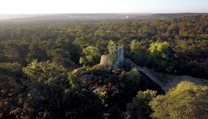 Los bosques son para perderse