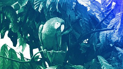 A Red Macaw sits in a tree near a house in the Tenetehar Wa Tembe village in the Alto Rio Guama Indigenous territory, in Brazil's Para state, May 2023