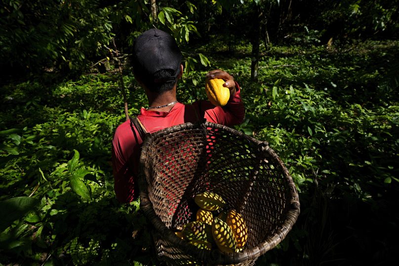 Jose Carlos, an employee at the Sitio Gimaia Tauare owned by Neilanny Maia, harvests cocoa fruits by hand, in Brazil's Para state, June 2023