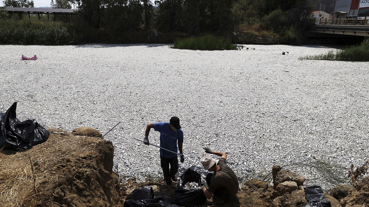 Trabalhadores recolhem peixes mortos de um rio perto da cidade portuária de Volos, 29 de agosto de 2024