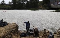 Trabajadores recogen peces muertos de un río cerca de la ciudad portuaria de Volos, 29 de agosto de 2024.