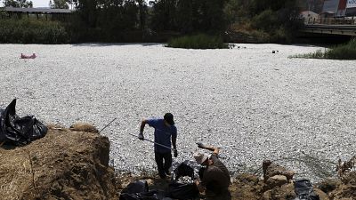 Trabajadores recogen peces muertos de un río cerca de la ciudad portuaria de Volos, 29 de agosto de 2024.