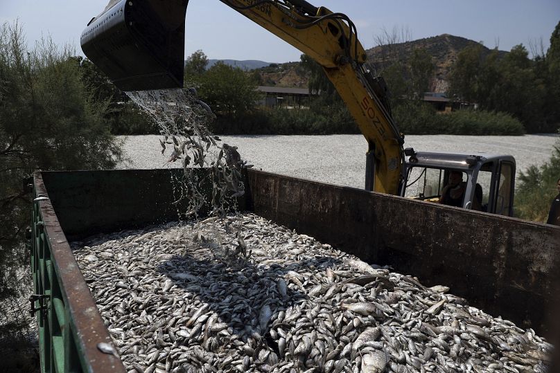 Una grúa recoge pescado muerto del río cercano a la ciudad costera de Volos el 29 de agosto de 2024.