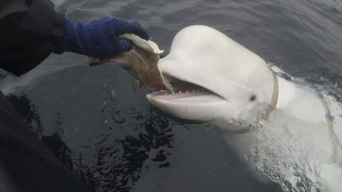 In this file photo taken in April 2019, a beluga whale found in Arctic Norway is being fed.