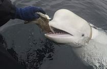 Una balena beluga in Norvegia, 2019 