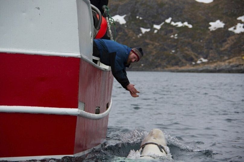 En esta foto de archivo tomada en abril de 2019, una beluga encontrada en el Ártico noruego con un arnés puesto nada junto a unos barcos.