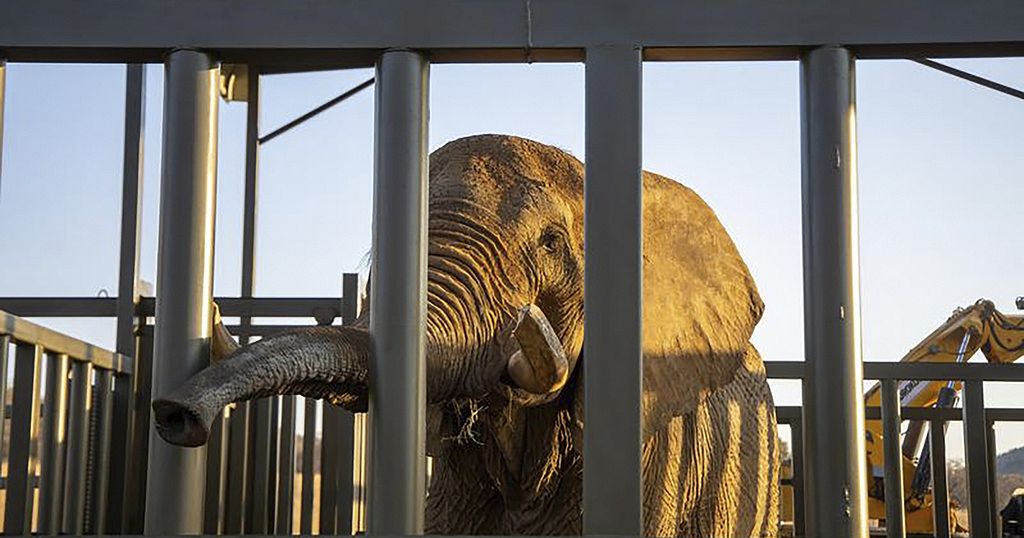 South Africa’s last captive elephant starts new life 200 km away from zoo